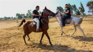 مواقع الفروسية في القاهرة والجيزة: أفضل وجهات لهواة ركوب الخيل وتعلم الفروسية